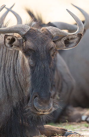 Blue wildebeest head